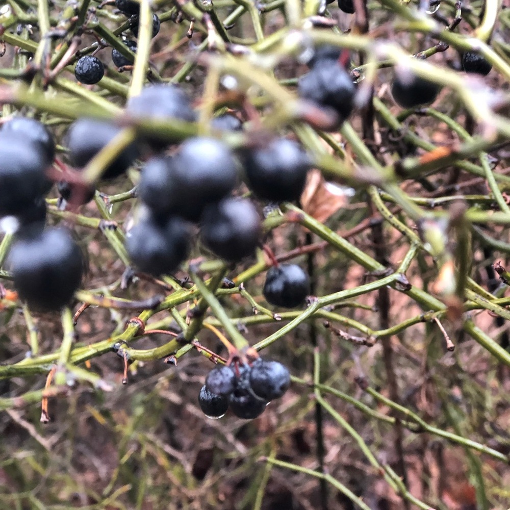 Meet your Posher, Elizah